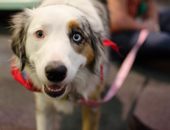 Courtesy of Ivelliam Ceballo Delilah, a 2-year-old Australian Shepherd, made an on-campus appearance on March 28 in the Nelson Poynter Memorial Library. Delilah’s red bandana signifies her status as a TDI therapy dog.