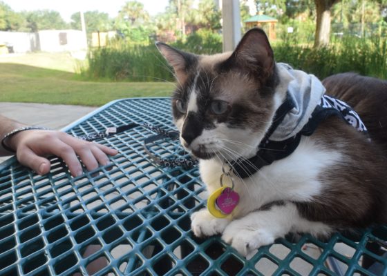 Kitty Kinship: Ross, pictured, met Ninja during the second week of the fall semester. Ninja helps Ross with his anxiety and obsessive-compulsive disorder, and he keeps her fed and purring.