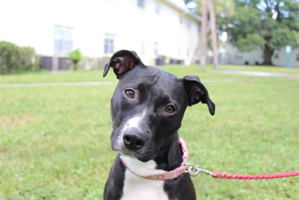 Peaceful Pitt: Minnie is Coburn’s mutt that resembles a pit bull. She was rescued by the Coburns two years ago. She’s a friendly, playful dog, but owners should realize that any dog can be provoked into attacking.